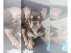 French Bulldog PUPPY FOR SALE ADN-787917 - Real Unique BLUE from Europe