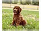 Goldendoodle PUPPY FOR SALE ADN-787919 - Charming Charlie the Goldendoodle