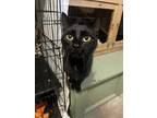 Adopt Susie a Black (Mostly) Domestic Shorthair cat in Berea, KY (41261267)
