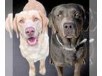 Labrador Retriever PUPPY FOR SALE ADN-787920 - Lucys Texas small town litter