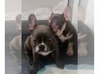 French Bulldog PUPPY FOR SALE ADN-787921 - JUST CAME FROM EUROPE BLUEBLUE TAN