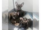 French Bulldog PUPPY FOR SALE ADN-787922 - FANTASTIC BLUE GIRL SMALL AND CUTE