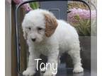 Cavapoo PUPPY FOR SALE ADN-787927 - Toy Cavapoo puppy Tony