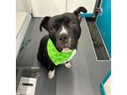 Adopt Rza a Black American Pit Bull Terrier / American Staffordshire Terrier /