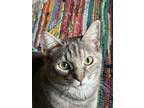 Adopt Miss purr a Tiger Striped Tabby / Mixed (short coat) cat in Visalia