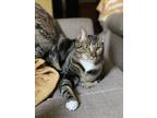 Adopt Frank a Brown Tabby American Shorthair / Mixed (short coat) cat in Citrus