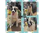 Adopt Echo a White - with Brown or Chocolate Akita / Mixed dog in Rancho
