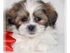 Havanese PUPPY FOR SALE ADN-787941 - Adorable Choc White Male 12 weeks old