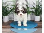 Havanese PUPPY FOR SALE ADN-787947 - Cody