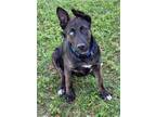 Adopt Eureka a Black - with Brown, Red, Golden, Orange or Chestnut German