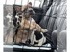 French Bulldog PUPPY FOR SALE ADN-787951 - French bulldogs