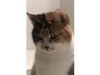 Adopt Gertie (bonded with Gracie) a Calico or Dilute Calico Calico / Mixed
