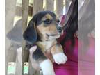 Beagle PUPPY FOR SALE ADN-787953 - Short leg female beagle