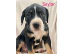 Adopt SAYLOR a Tricolor (Tan/Brown & Black & White) Labrador Retriever / Pit