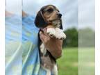 Beagle PUPPY FOR SALE ADN-787954 - Short leg male beagle