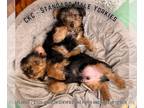 Yorkshire Terrier PUPPY FOR SALE ADN-787955 - CKC Male Yorkie