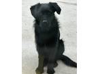 Adopt Happy a Black Goldendoodle / German Shepherd Dog / Mixed dog in Levittown