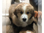 Great Bernese PUPPY FOR SALE ADN-787956 - Great Bernese male last puppy