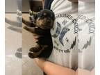 Rottweiler PUPPY FOR SALE ADN-787958 - Rottweiler puppies