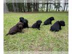 Labrador Retriever PUPPY FOR SALE ADN-787959 - AKC Black Lab Puppies