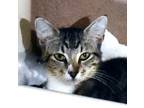 Adopt Toby a Gray or Blue Domestic Shorthair / Domestic Shorthair / Mixed cat in