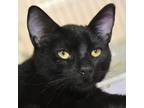 Adopt Tokki a All Black Domestic Shorthair / Domestic Shorthair / Mixed cat in