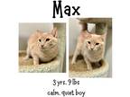 Adopt Max a Domestic Shorthair / Mixed (short coat) cat in Albany, GA (41261185)