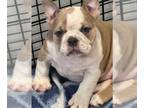 American Bully PUPPY FOR SALE ADN-787964 - Beautiful female puppy