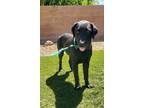 Adopt Luna a Black Labrador Retriever / Rottweiler / Mixed dog in Las Vegas