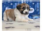 Bordoodle PUPPY FOR SALE ADN-787968 - Bordoodle Puppy