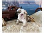 English Bulldog PUPPY FOR SALE ADN-787969 - English Bulldog Lilac Pied