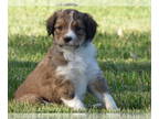 Bordoodle PUPPY FOR SALE ADN-787970 - Bordoodle Puppy