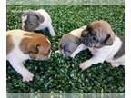 French Bulldog PUPPY FOR SALE ADN-787976 - French Bulldogs
