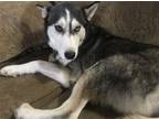Adopt Ace a Siberian Husky / Mixed dog in Austin, TX (40942717)