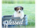 Bordoodle PUPPY FOR SALE ADN-787979 - Bordoodle Puppy