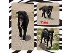 Adopt Tino a Black - with White Akita / Australian Cattle Dog / Mixed dog in