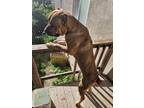 Adopt Boss a Tan/Yellow/Fawn Cane Corso / Mixed dog in Templeton, CA (41261156)