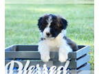 Bordoodle PUPPY FOR SALE ADN-787983 - Bordoodle Puppy