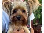 Yorkshire Terrier PUPPY FOR SALE ADN-787985 - Irresistible Yorkie Alert