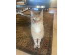 Adopt Stevie a Orange or Red Tabby Domestic Shorthair (short coat) cat in