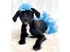 Adopt Raina a Black Golden Retriever / Terrier (Unknown Type