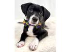 Adopt Rover a Black Retriever (Unknown Type) / Mixed dog in Picayune