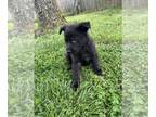 German Shepherd Dog PUPPY FOR SALE ADN-788000 - AKC Black German Shepherd puppy