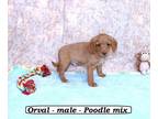 Rattle PUPPY FOR SALE ADN-788012 - Fluffy toy Poodle mix puppy