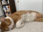 Adopt Yellow a Orange or Red American Shorthair / Mixed (short coat) cat in