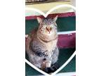 Adopt Heidi a Brown Tabby Tabby / Mixed (medium coat) cat in Alhambra