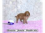 Rattle PUPPY FOR SALE ADN-788025 - Fluffy mini Poodle mix puppy