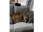 Adopt Kyra a Tan/Yellow/Fawn Doberman Pinscher / German Shepherd Dog / Mixed dog