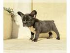 French Bulldog PUPPY FOR SALE ADN-788031 - brindle Frenchie