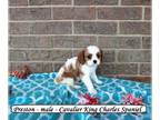 Cavalier King Charles Spaniel PUPPY FOR SALE ADN-788032 - Sweet Cavalier puppy